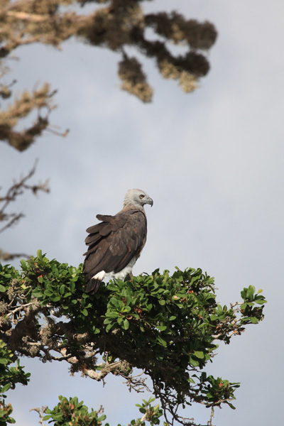 Grey-headed Fish-eagle